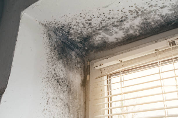 Affordable Mold Removal solutions in Princeton Junction, NJ
